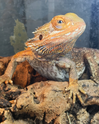 Pogona Drago Barbuto con rettilario