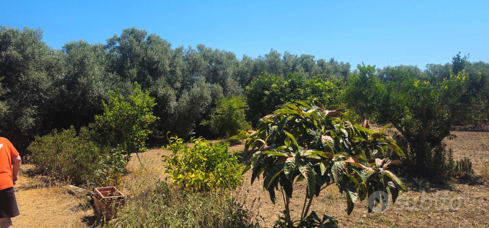 Terreno agricolo piantumato 1500 mq - Vista 4