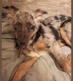 Cucciolone di pastore apuano