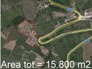 Terreno agricolo con ulivi secolari