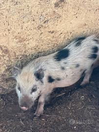 Maialino nano