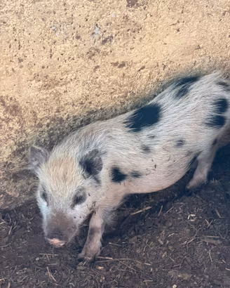 Maialino nano