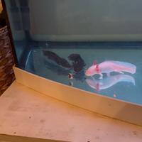 3 axolotl