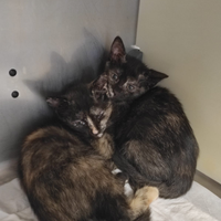 Adozione del cuore per queste due splendide creatu