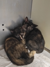 Adozione del cuore per queste due splendide creatu