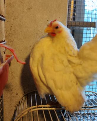 Galline serama