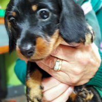 Cuccioli bassotto nano pelo duro,pedigree ENCI
