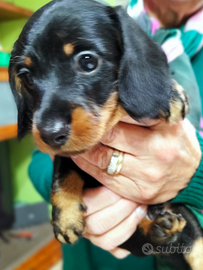 Cuccioli bassotto nano pelo duro,pedigree ENCI