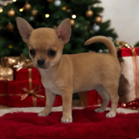 Femmina chihuahua strepitosa