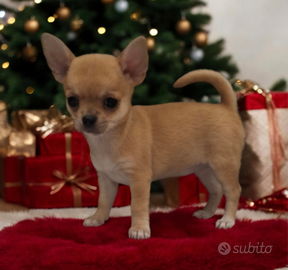 Femmina chihuahua strepitosa