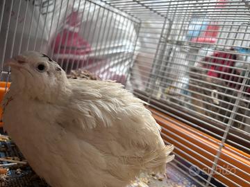 Quaglie Jumbo di 6 mesi