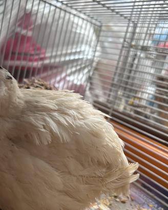 Quaglie Jumbo di 6 mesi