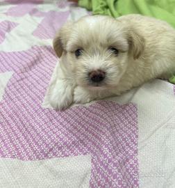 Incrocio Maltese Volpino