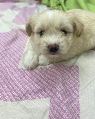 Incrocio Maltese Volpino