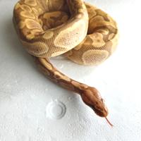 Pitone Reale Banana Mojave Maschio CB/2023