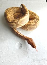 Pitone Reale Banana Mojave Maschio CB/2023