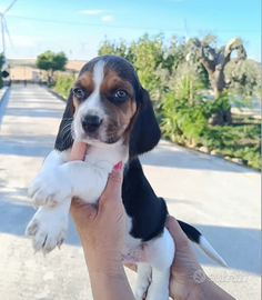 Beagle tricolore