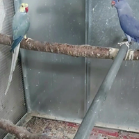 Parrocchetti dal collare coppia