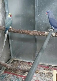 Parrocchetti dal collare coppia