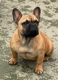 Bulldog Francese