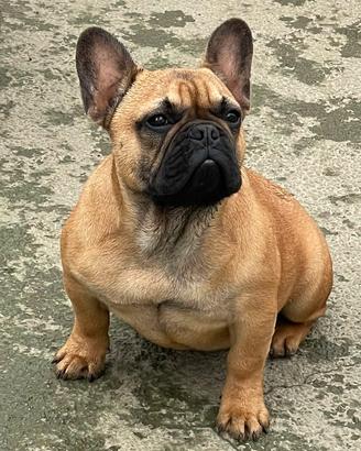 Bulldog Francese