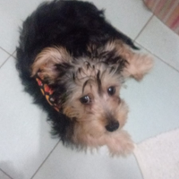 Cucciolo di Yorkshir terrier già con tutti i vacci