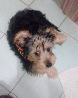 Cucciolo di Yorkshir terrier già con tutti i vacci