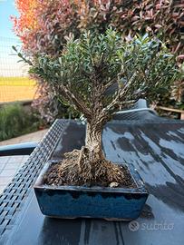 Bonsai buxus harladii