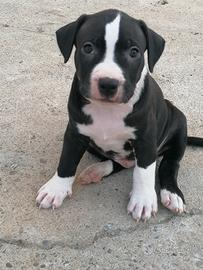 American Pitbull terrier