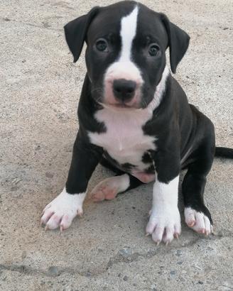 American Pitbull terrier