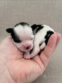 Shitzu - Shih Tzu - cuccioli