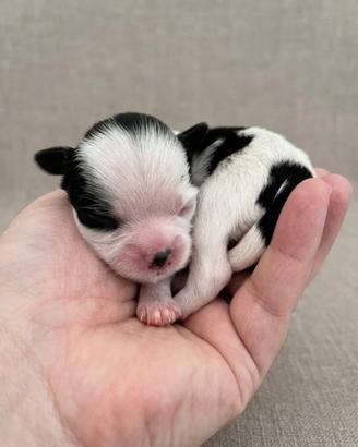 Shitzu - Shih Tzu - cuccioli