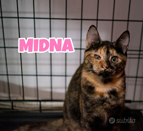 Barr e Midna gatti di 5 mesi