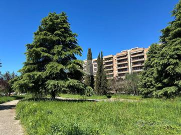 5 LOCALI A ROMA