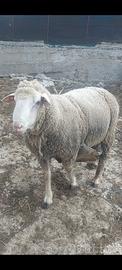 Montone Ariete Pecore da riproduzione