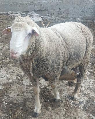 Montone Ariete Pecore da riproduzione