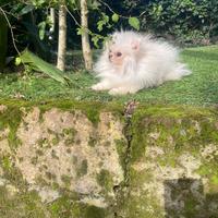 Femmina di spitz Pomerania mini