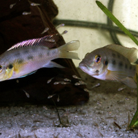Chromidotilapia guntheri