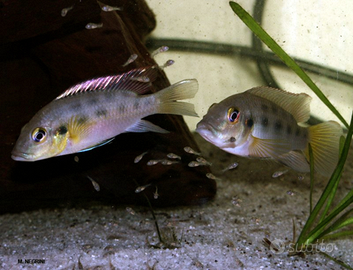 Chromidotilapia guntheri