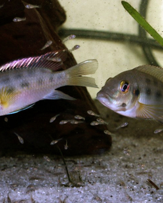 Chromidotilapia guntheri