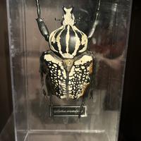 Insetto da collezione