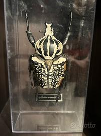 Insetto da collezione