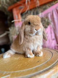 Coniglio Ariete Nano