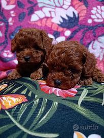 Barboncino mini toy red