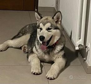 Cucciolo di Alaskan Malamute