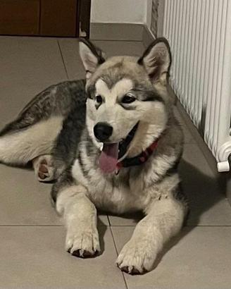 Cucciolo di Alaskan Malamute