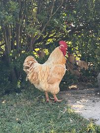 Gallo Robusta Lionata