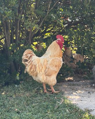 Gallo Robusta Lionata