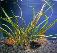 Pianta Cryptocoryne crispatula