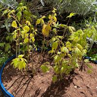 Bonsai boschetto acero